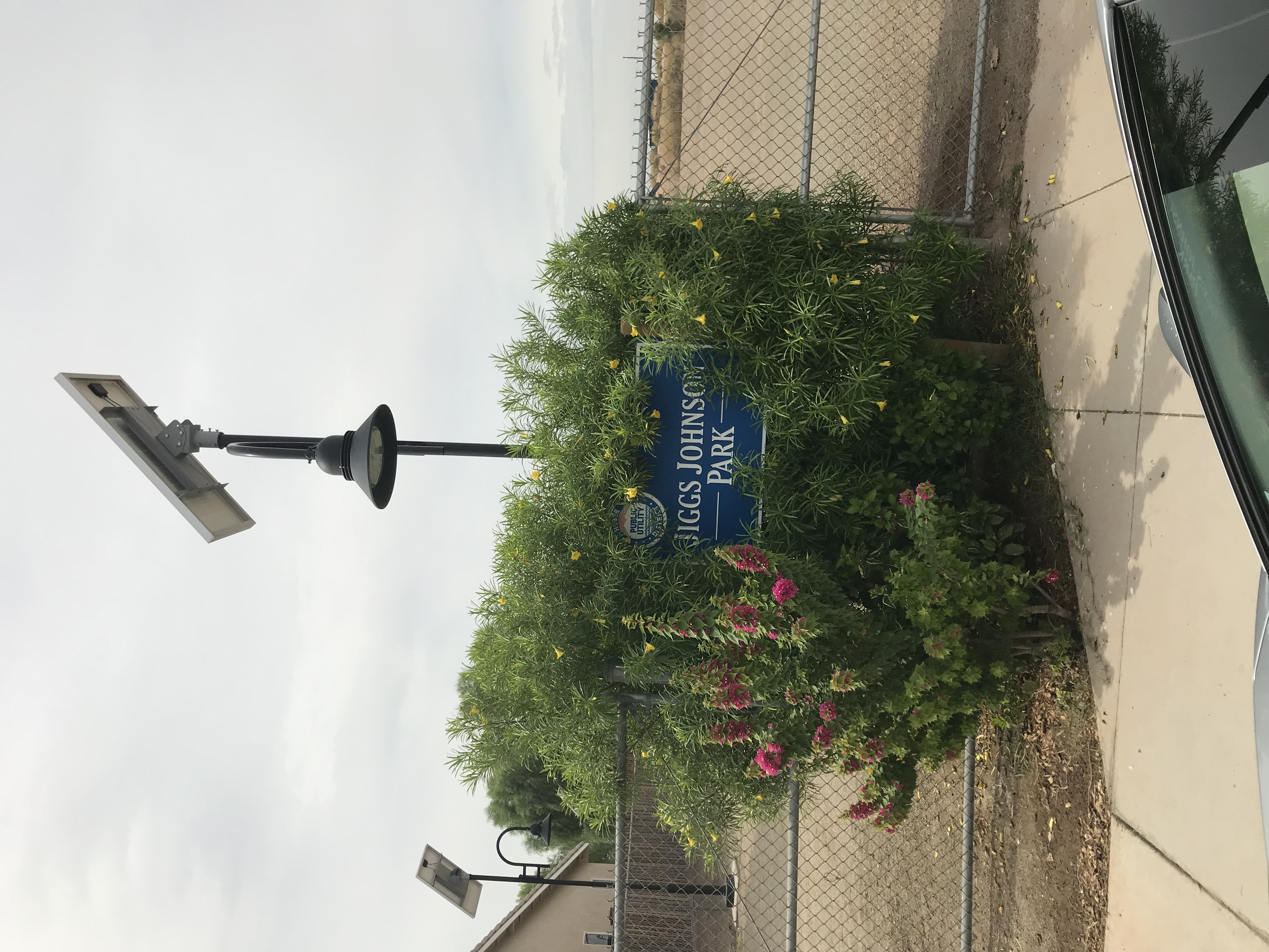 edward-jiggs-johnson-park-3